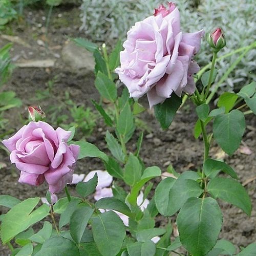 Fialová - Stromkové růže s květmi čajohybridů - stromková růže s rovnými stonky v koruně